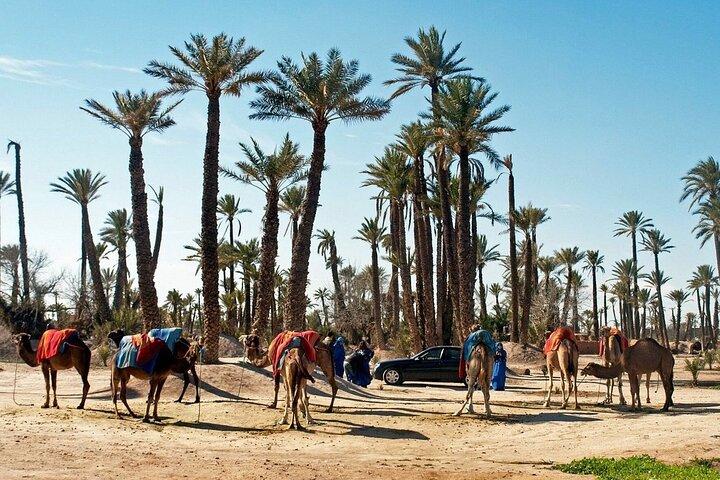 Explore Marrakech City Guided Tour from Jemaa el Fna