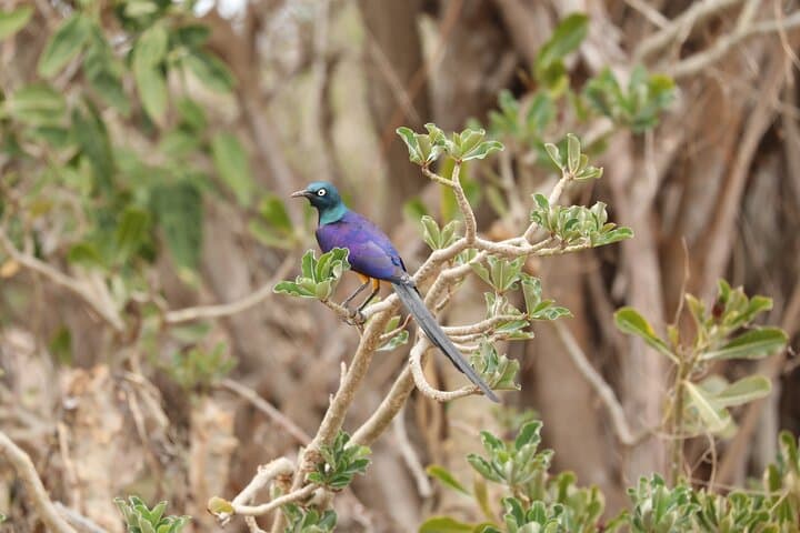 Amboseli, Tsavo West and Tsavo East 6days safari