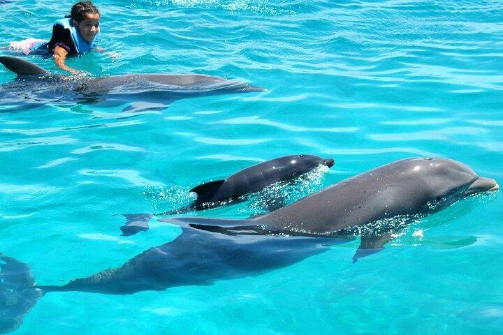 Lujosa lancha rápida privada Dolphin House y la isla de Hula Hula