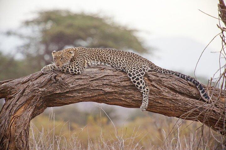 5 dage Mid-range Tanzania Safari