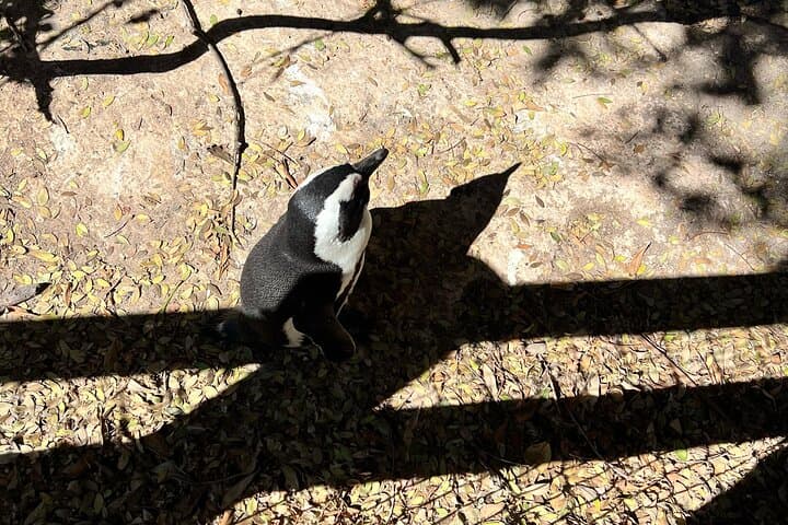 Cape Town Sunset Jeep Tour Penguins Scenic Drive and Wine