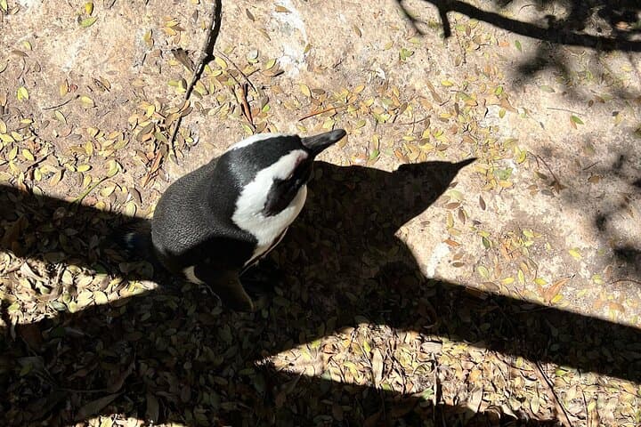 Cape Town Sunset Jeep Tour Penguins Scenic Drive and Wine