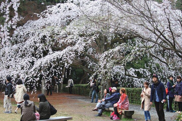 京都御所と二条城のガイド付きウォーキング ツアー - 3 時間
