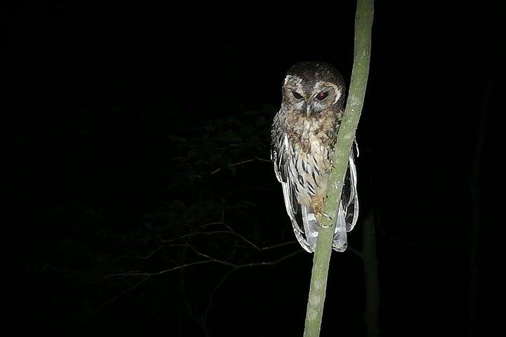 Monteverde Cloud Forest Night Wildlife Experience