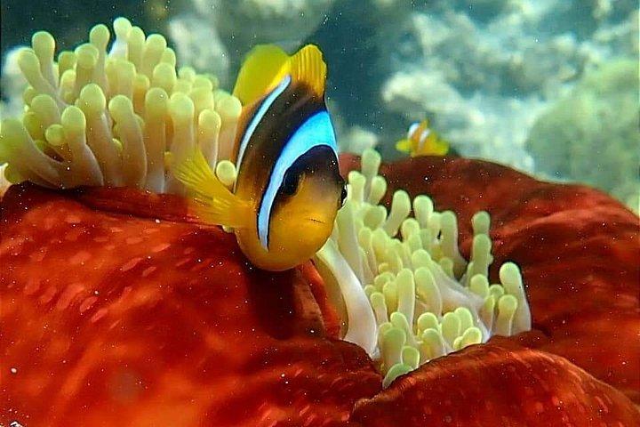 マルサ・アラム発浜田諸島ツアー