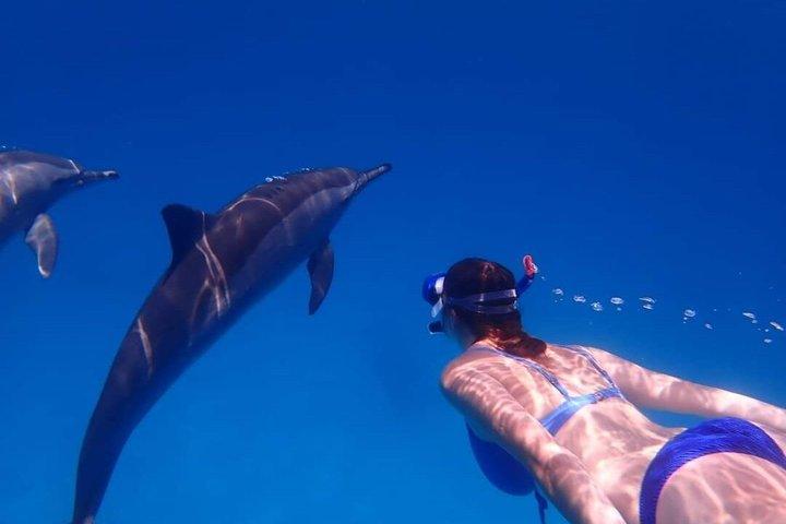 Sataya Dolphin House snorkeltrip vanuit Marsa Alam