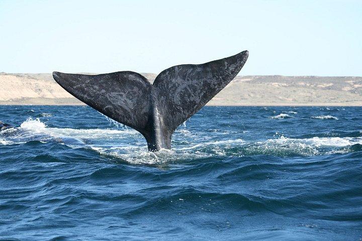 プトゥ・マドリン発バルデス半島終日ツアーとホエールウォッチング