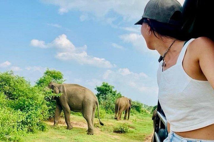 ウダワラウェ国立公園サファリ（経験豊富なドライバー付き）