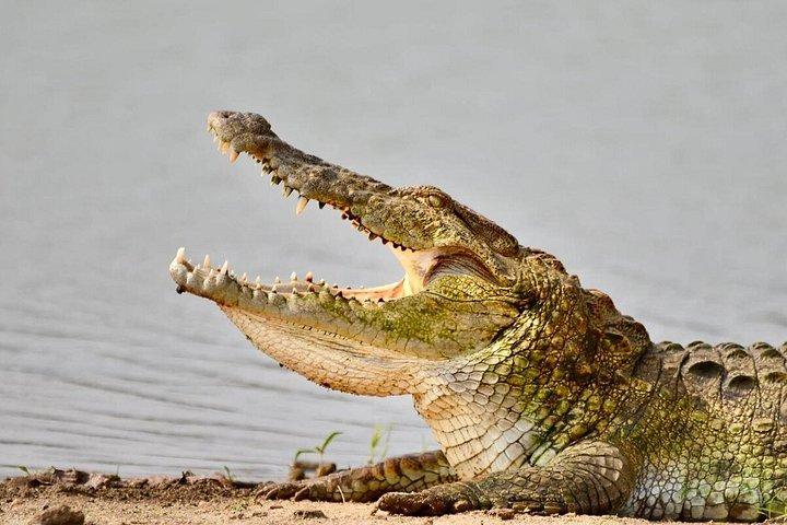 ウダワラウェ国立公園サファリ（経験豊富なドライバー付き）
