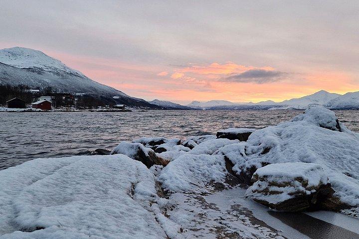 Tromsø : 野生動物とランチ付きフィヨルドアドベンチャーツアー