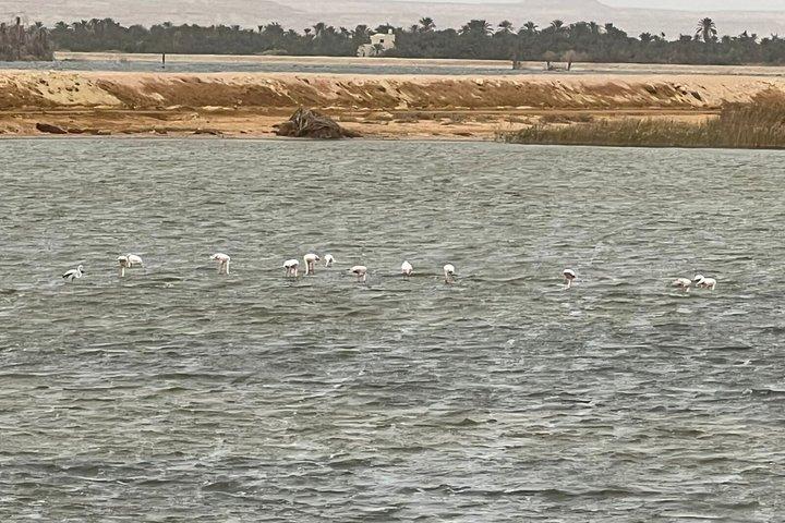 Siwa Oasis Safari privato di 3 giorni nel Sahara con laghi salati e sorgenti