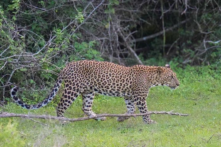 Yala National Park Safari tours for Private Groups