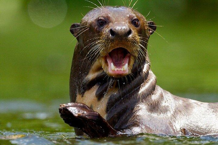 クスコのマヌ国立公園保護区を巡る6日間5泊のツアー