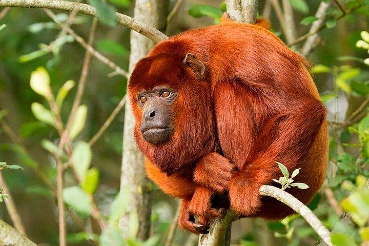 クスコのマヌ国立公園保護区を巡る6日間5泊のツアー