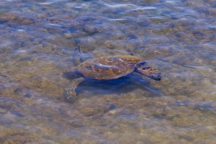 Private Tour Oahu - Customizable - 1 to 4 Guest