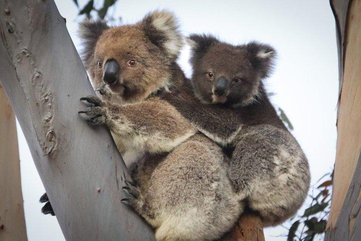 Kangaroo Island 2 - Tour di un giorno per piccoli gruppi