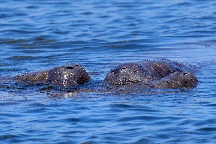 Manatee watching walking tour in Bradenton