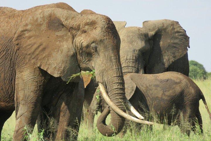 4 días Tanzania Big Five Budget Group Safari Experience