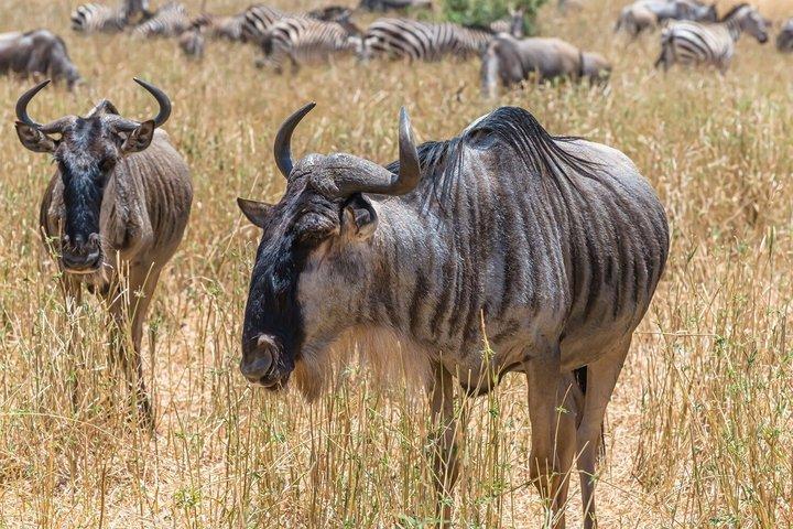 4-dages mellemrange Tanzania safari tur