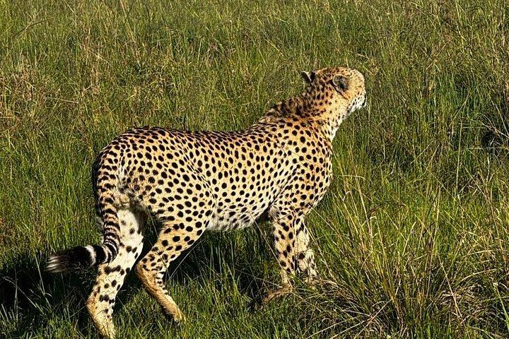 3 Days Maasai Mara Shared Tour with Private Accommodation