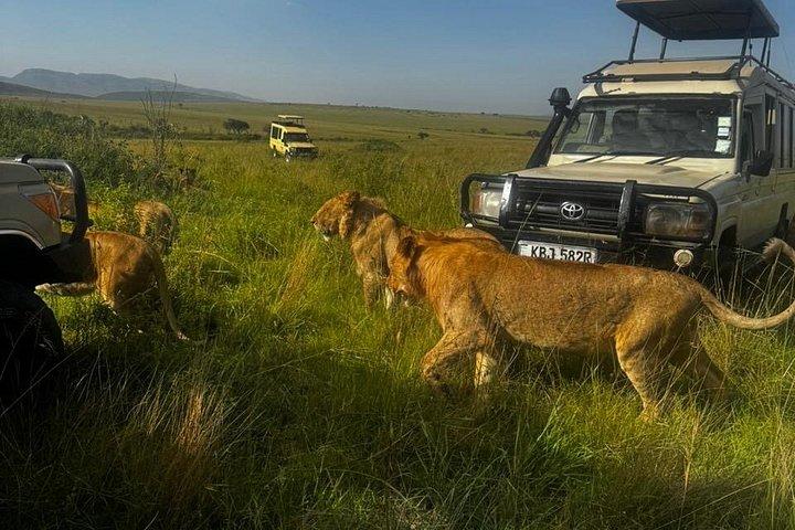 3 Days Maasai Mara Shared Tour with Private Accommodation