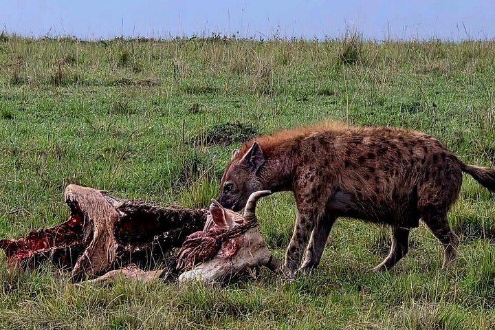 3 Days Maasai Mara Shared Tour with Private Accommodation