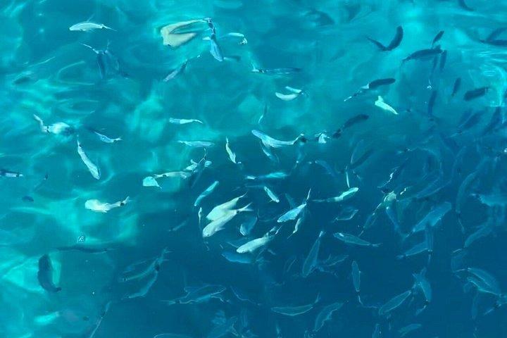 Cinque Terre Shared Tour with Swim Stops