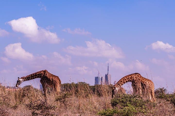 Nairobi National Park Half Day Guided Tour Tour with Free WiFi