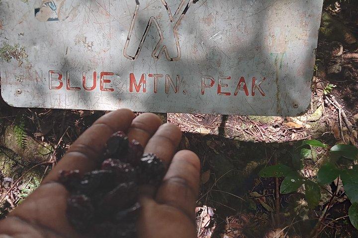 Blue Mountains Peak Hike