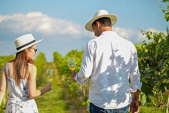 Coffee and Wine Roadmap in Espírito Santo do Pinhal