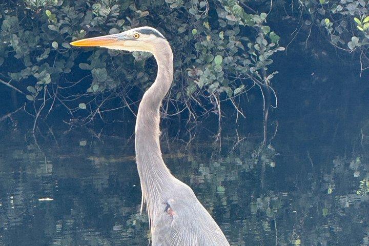 Tour VIP delle Everglades con 1 ora di Airboat privato Tour totale di 4 ore