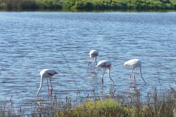 アヴィニョン発カマルグ終日ツアー