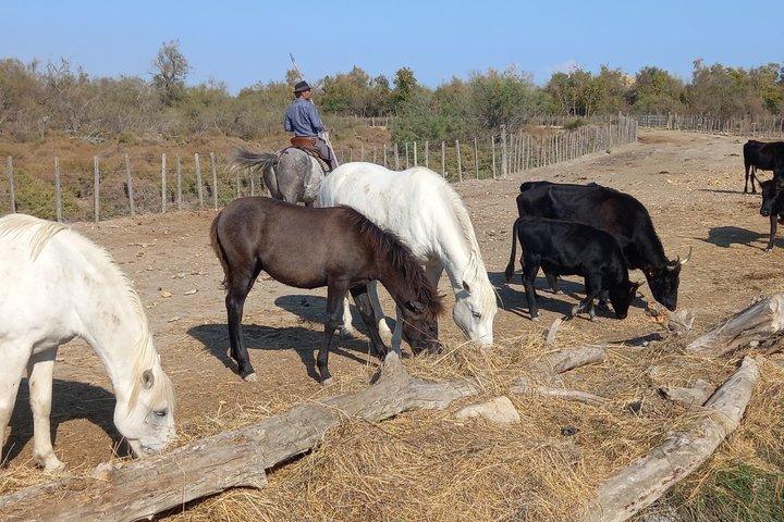 Tour di un'intera giornata in Camargue da Avignone