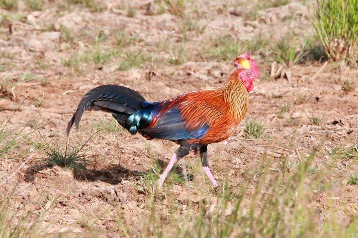 ハバラナ発ミネリヤ半日サファリ