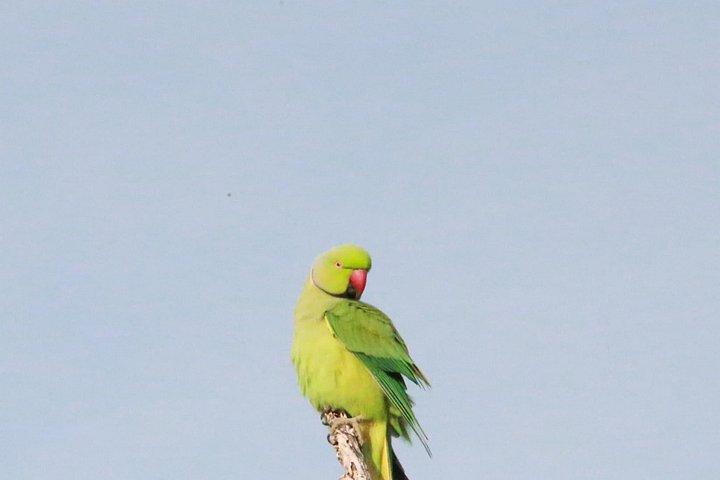 ハバラナ発ミネリヤ半日サファリ