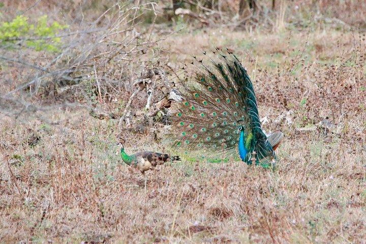 ハバラナ発ミネリヤ半日サファリ