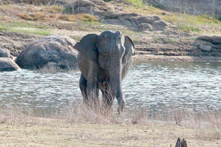 ハバラナ発ミネリヤ半日サファリ