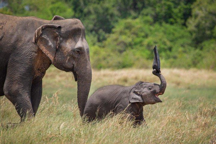 ハバラナ発ミネリヤ半日サファリ