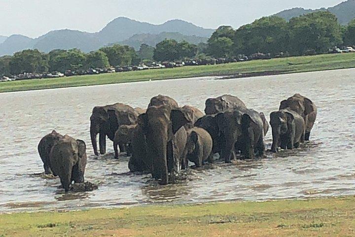 ハバラナ発ミネリヤ半日サファリ
