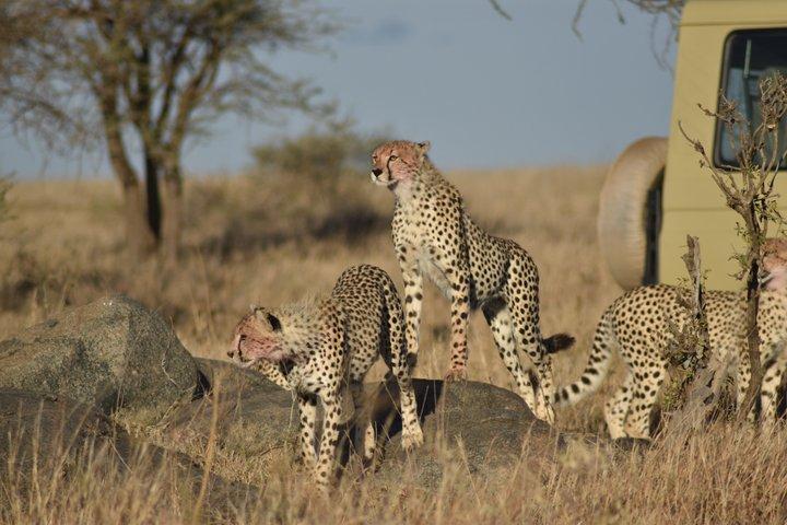 Safari privado de 3 días al cráter Serengeti y Ngorongoro