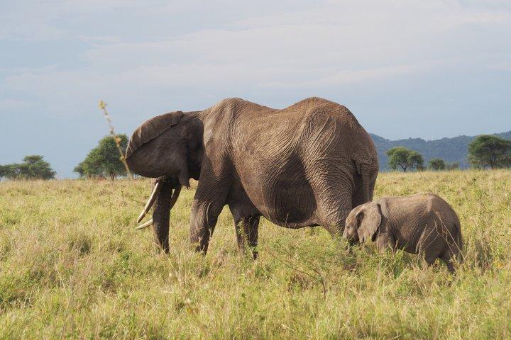 Safari privado de 3 días al cráter Serengeti y Ngorongoro