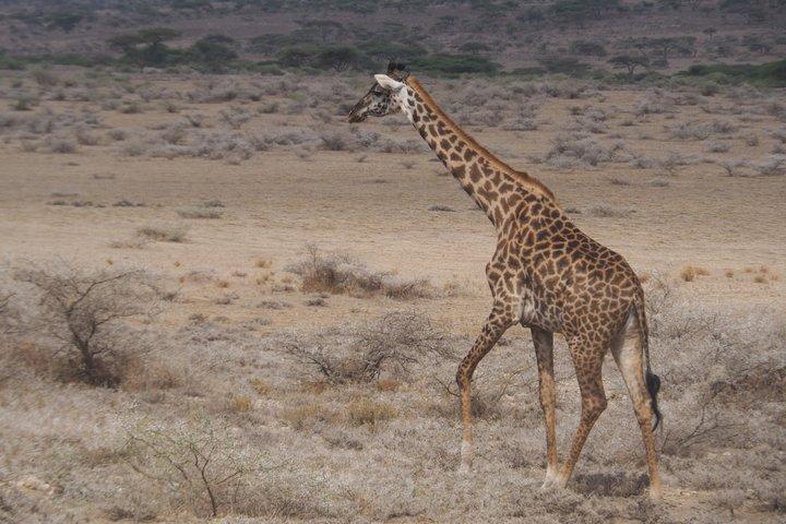Safari privado de 3 días al cráter Serengeti y Ngorongoro
