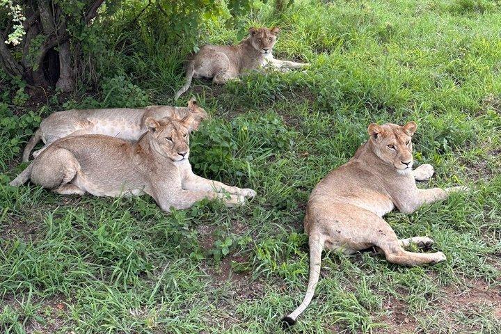Safari privado de 3 días al cráter Serengeti y Ngorongoro