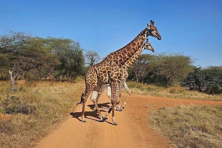 Safari en Bandia
