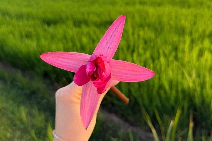 スパイスツアーとビレッジウォークでココナッツ体験