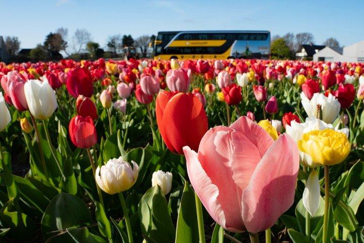 Amsterdam: Halvdagstur med tulipaner og tulipaner