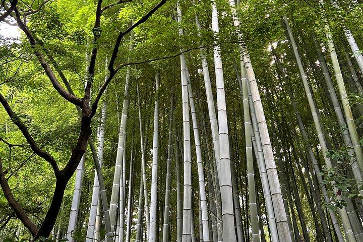 着物、茶道、秋の神社での写真撮影を私たちと