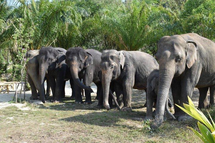 Phuket Ethical Elephant Care Sanctuary Nai Dee Medio día o 2 horas
