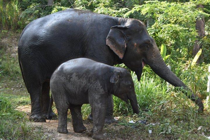 Phuket Ethical Elephant Care Sanctuary Nai Dee Meio dia ou 2 horas