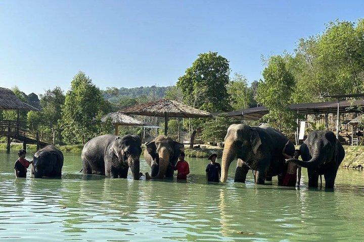 Phuket Ethical Elephant Care Sanctuary Nai Dee Halvdag eller 2 timer